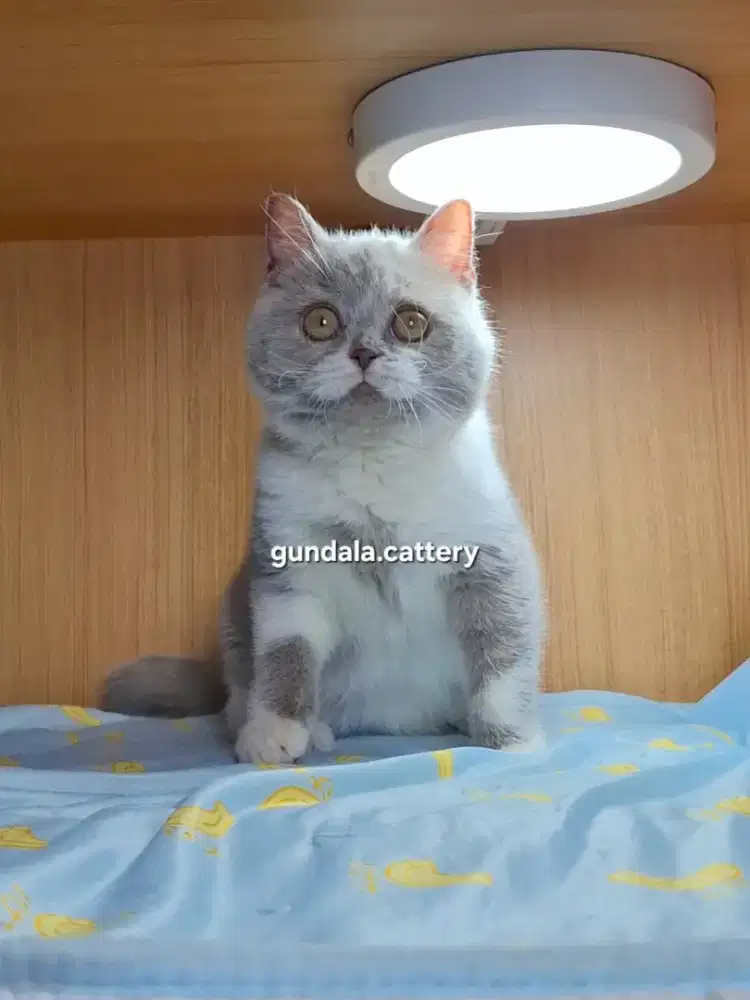 Kucing British Shorthair BSH