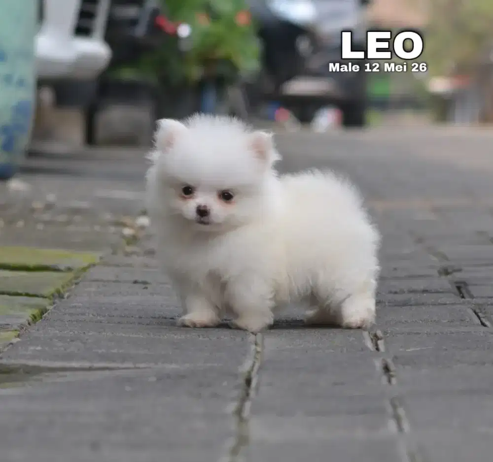 Minipom jantan •LEO•