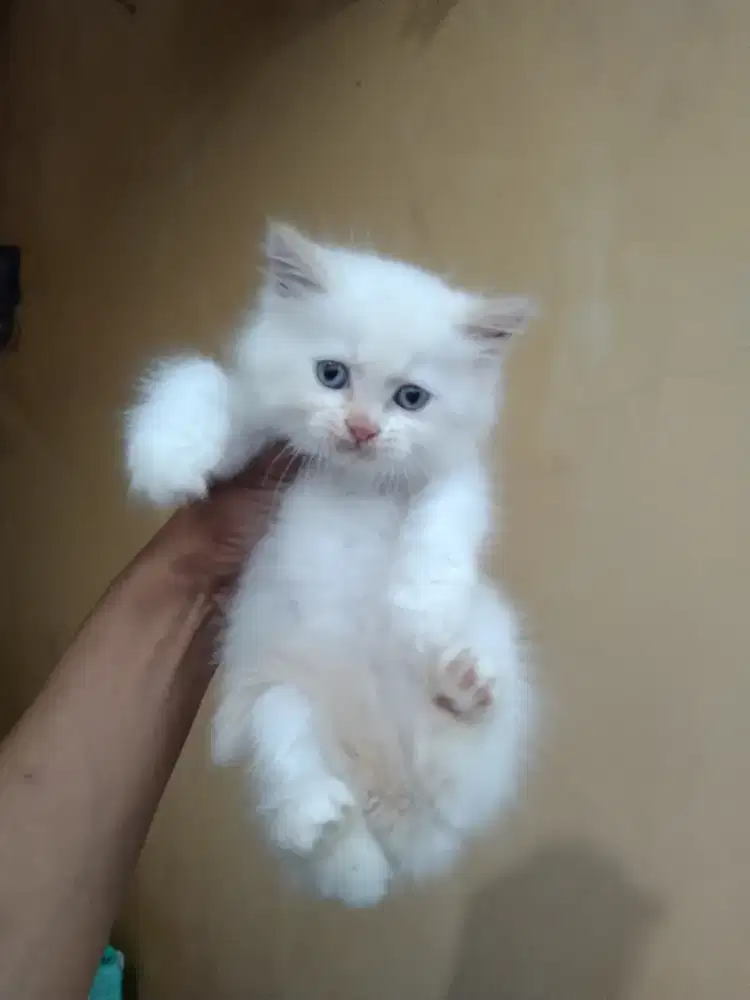 Persia mix bsh 2  betina usia 2 bulan