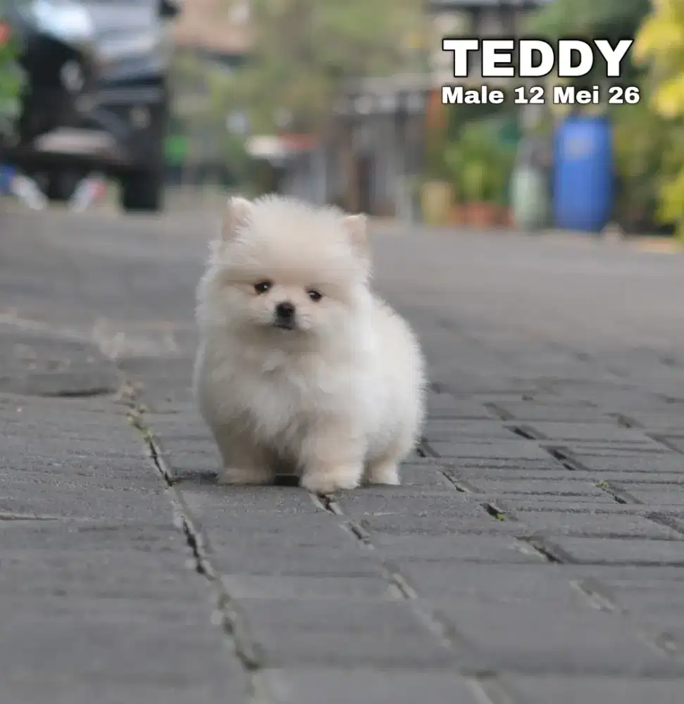 Minipom jantan •TEDDY•
