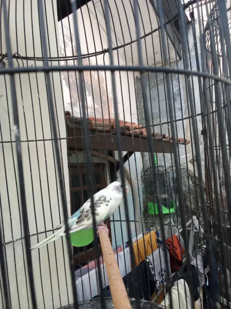 Burung parkit warna cerah
