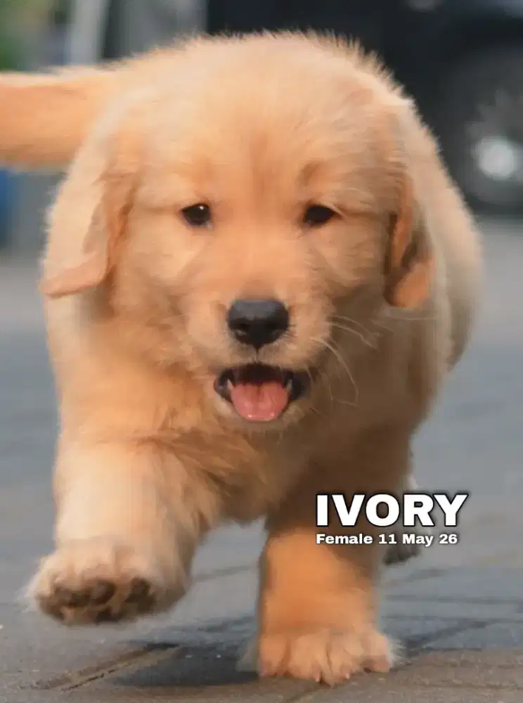 Golden retriever betina •IVORY•