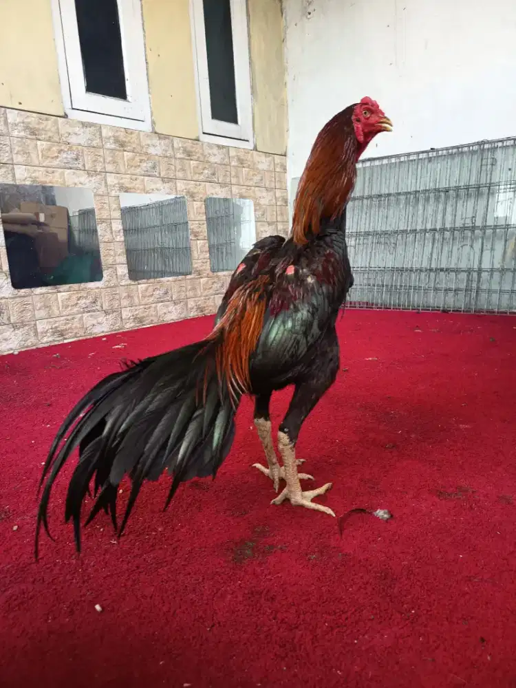 Ayam Bangkok pakhoy