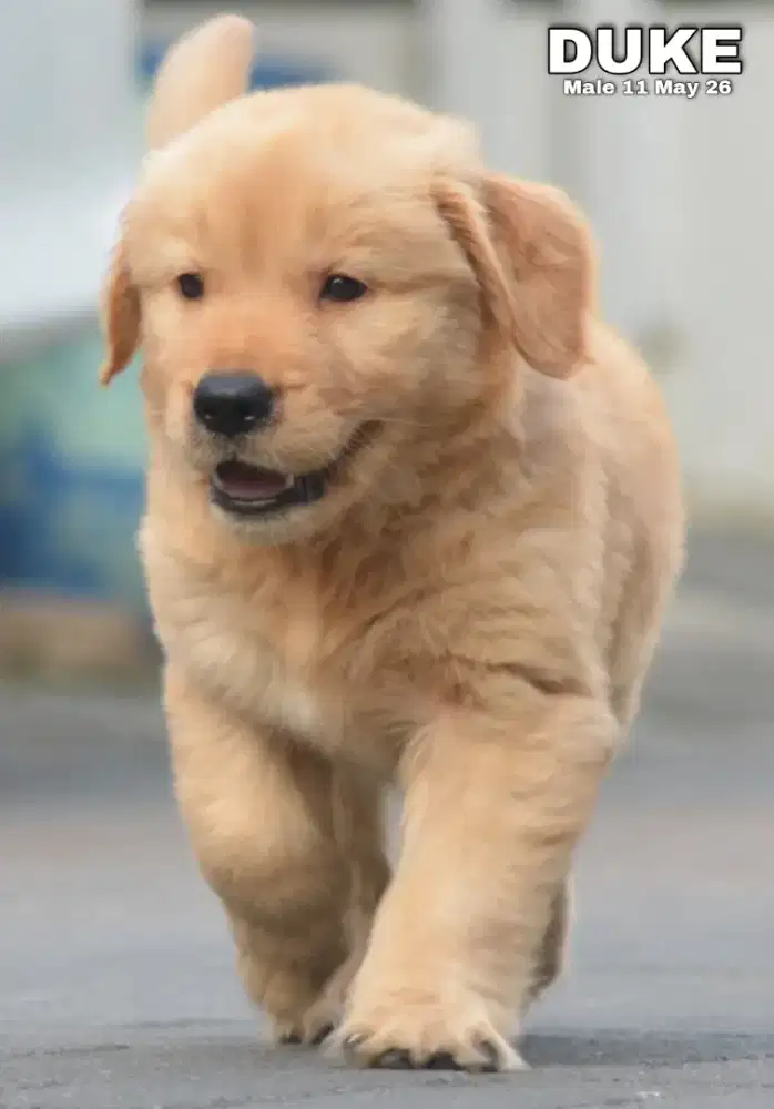 Golden retriever jantan •DUKE•