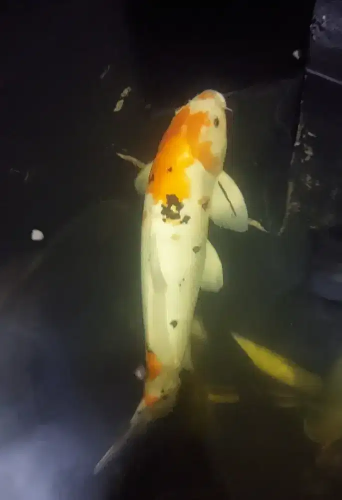 Dijual Ikan koi 45cm
