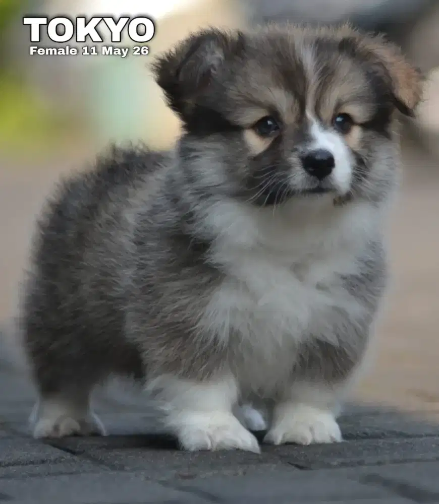Corgi longhair tricolor betina •TOKYO•