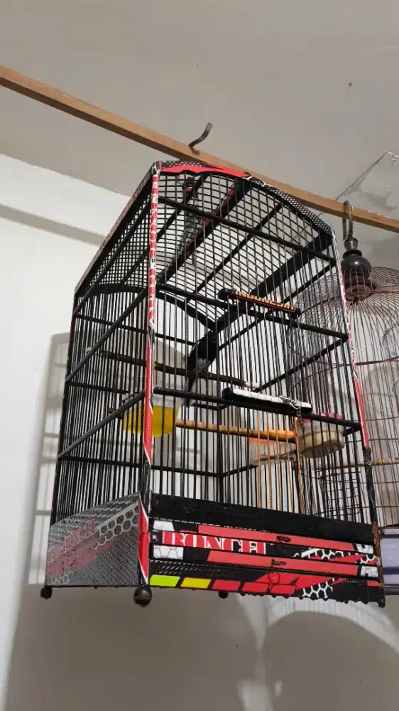 Burung kacer Jawa Barat fullset bunyi rajin berisik