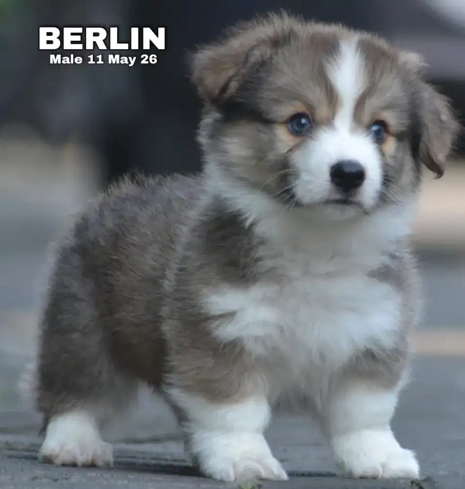 Corgi longhair tricolor jantan •BERLIN•