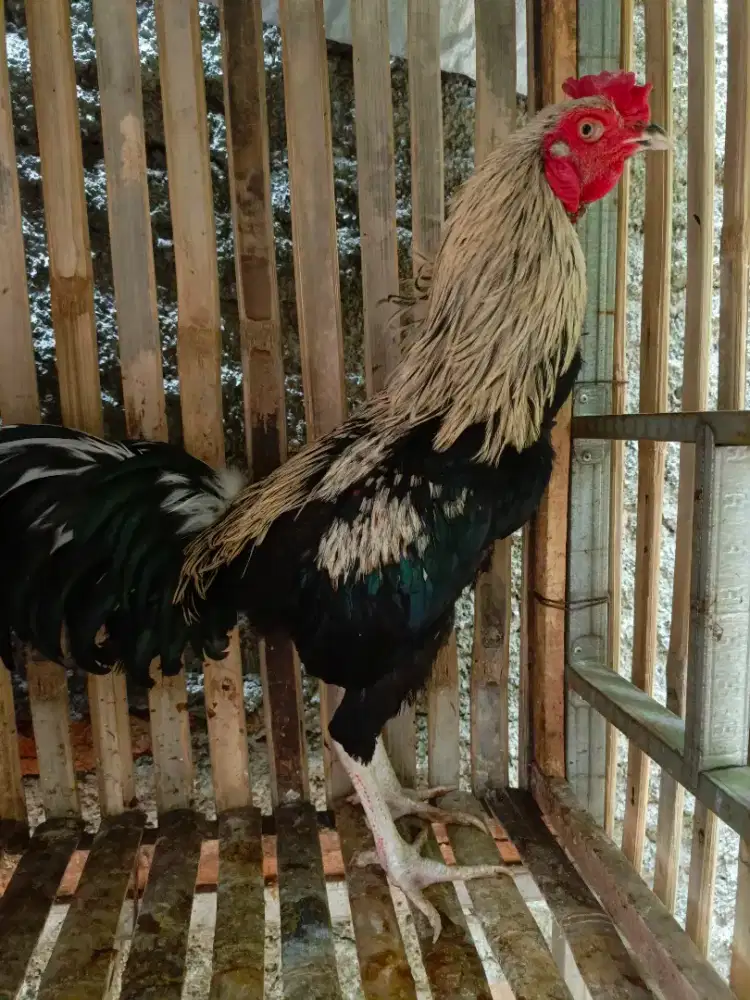 AYAM JAGO KAMPUNG