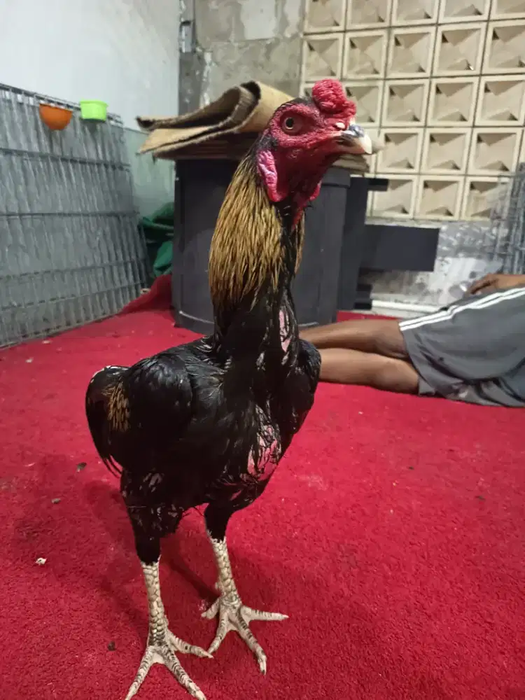 Ayam Bangkok pakhoy
