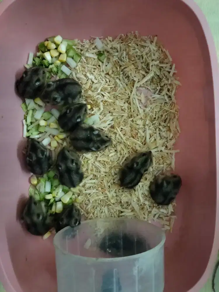 Hamster Winter Tiger