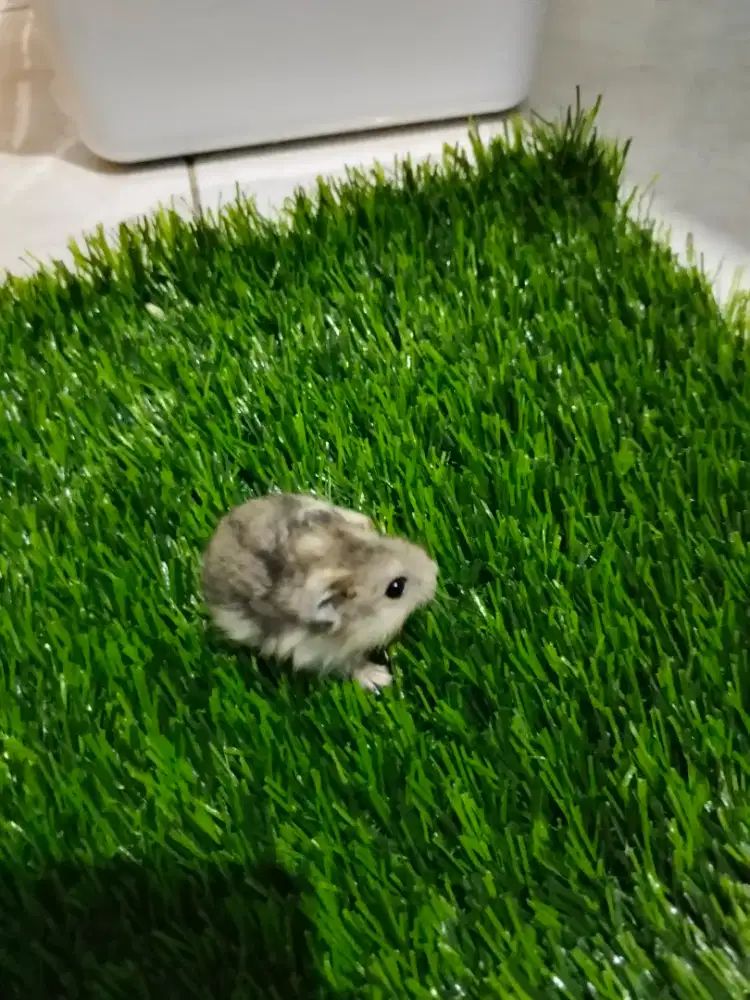 Hamster Winter Tiger