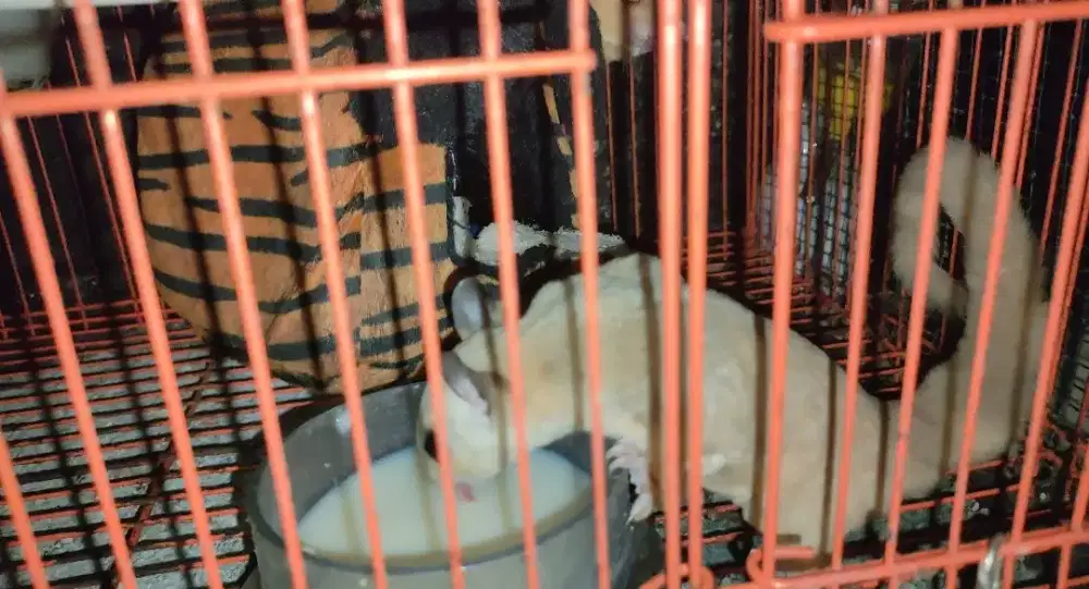JUAL SUGAR GLIDER