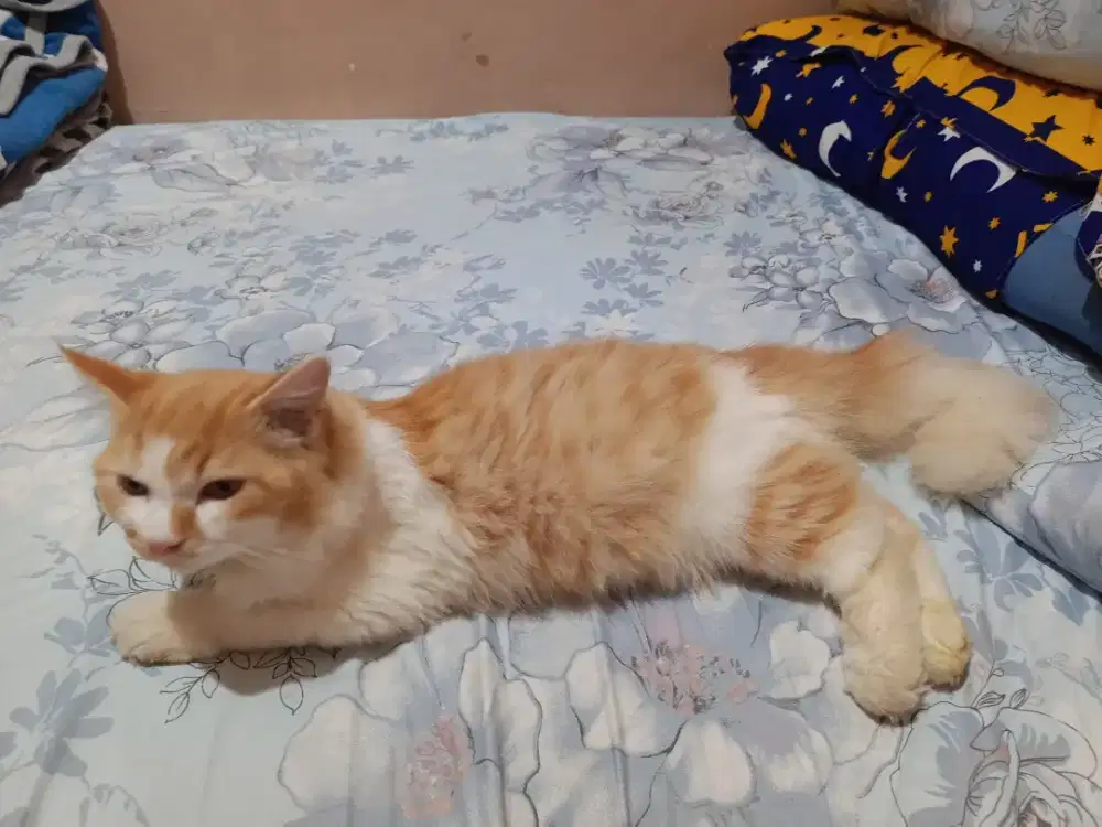 lepas adopsi sepasang persia mixdom 6 bulan