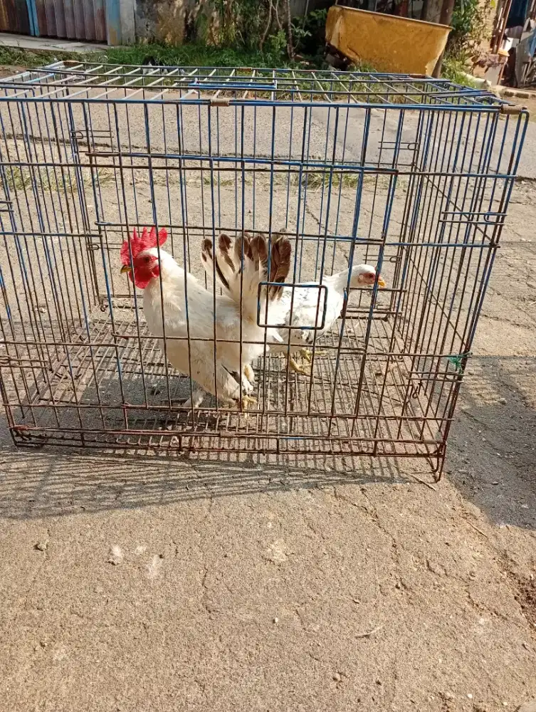 Ayam chabo blackstell jepang 2 pasang