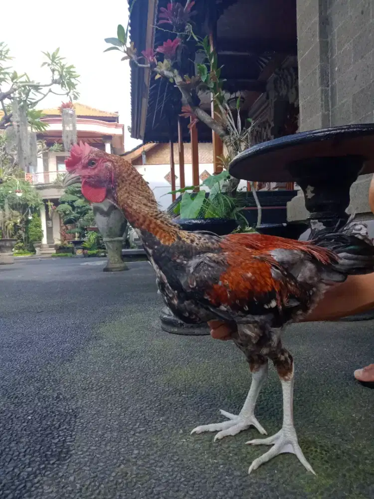 Jual ayam pelung buik