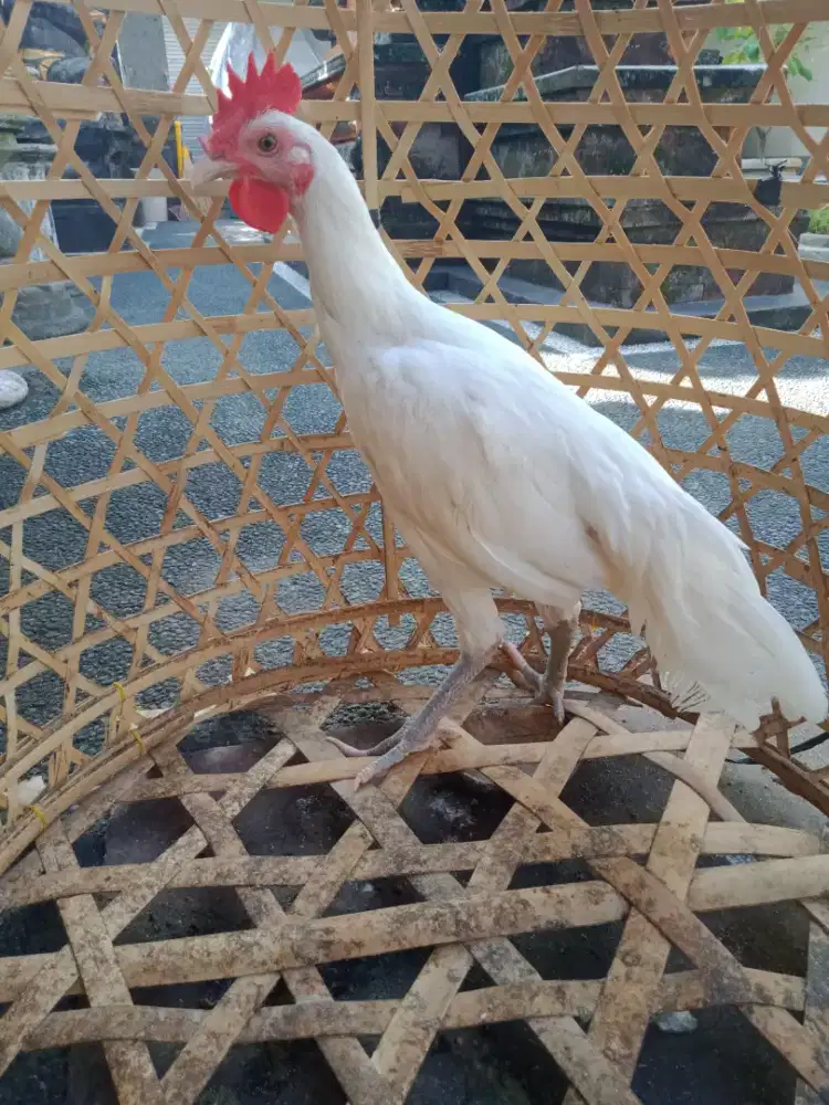 Jual ayam ketawa putih