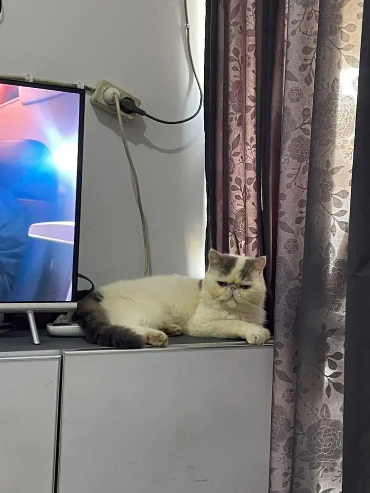 Kucing exo janta good quality