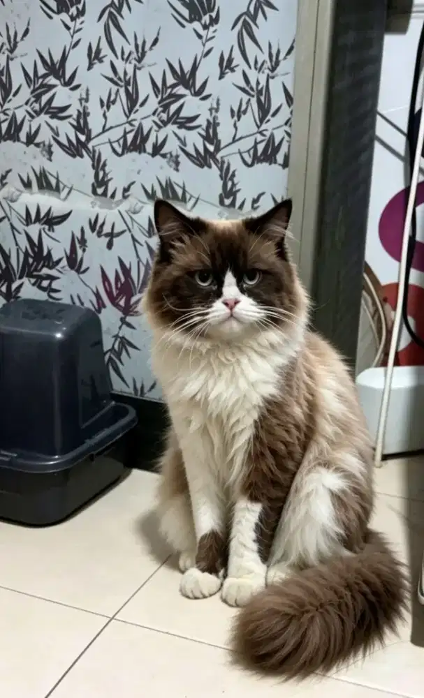 Kucing ragdoll jantan