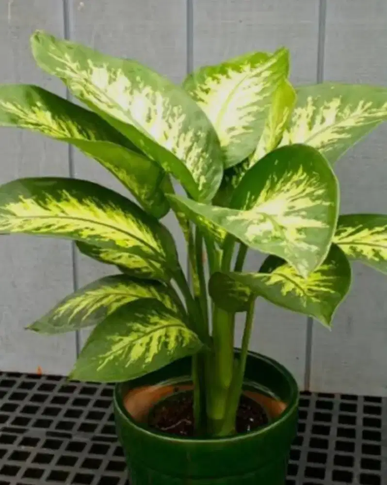 Sri Rejeki aglonema