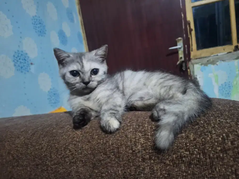 Kitten Bsh munchkin silver betina