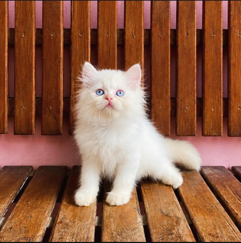 KITTEN PERSIAN HIMALAYA BLUE EYES LONGHAIR BULU KAPAS