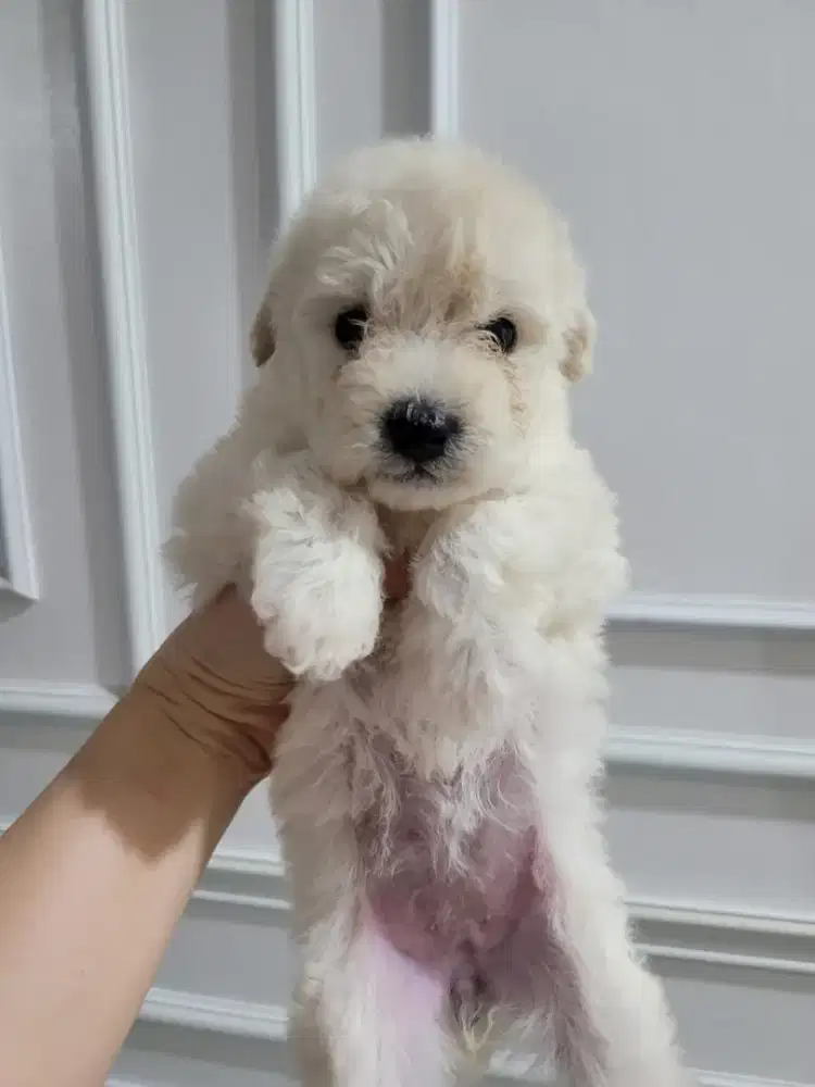 White poodle puppy jantan