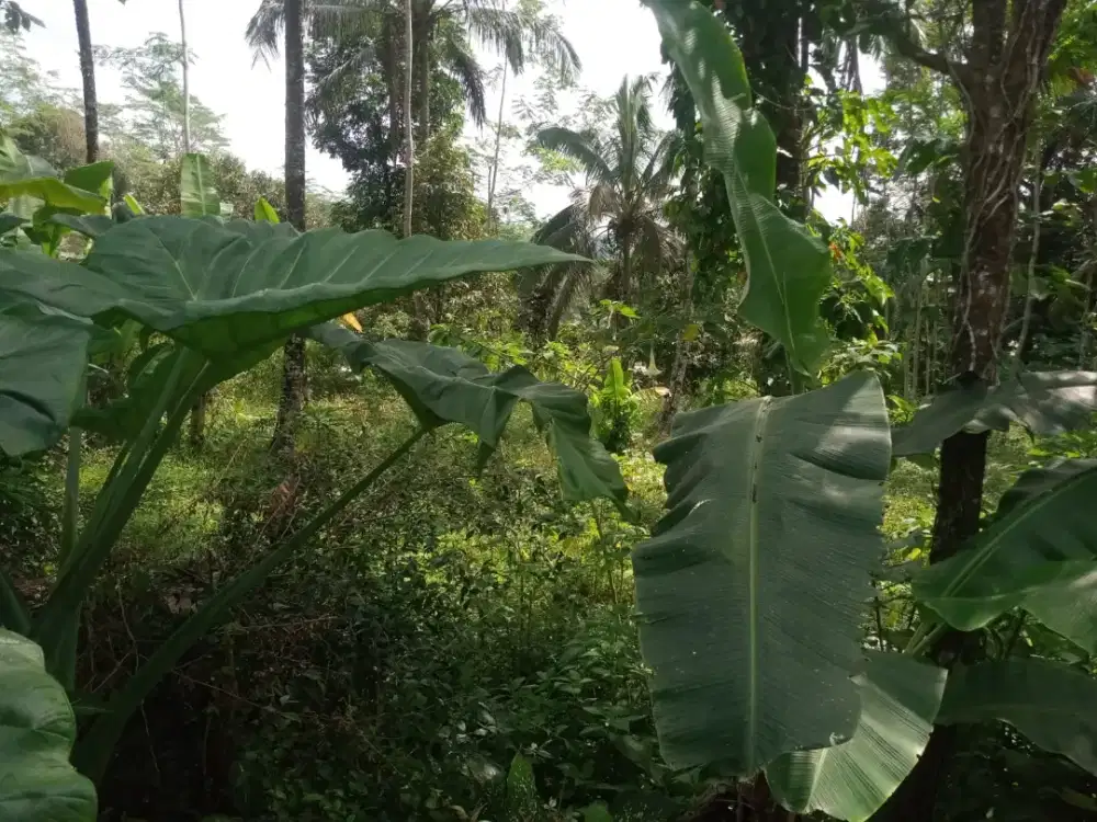 DIJUAL Cepat Tanah