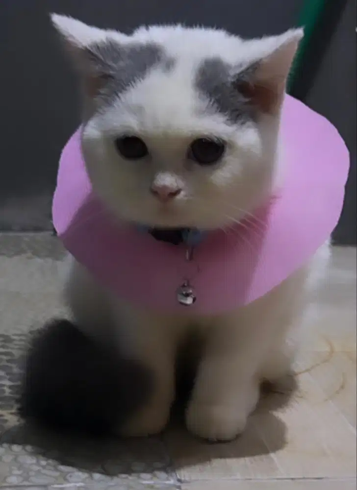 Kucing british shorthair bsh british short hair