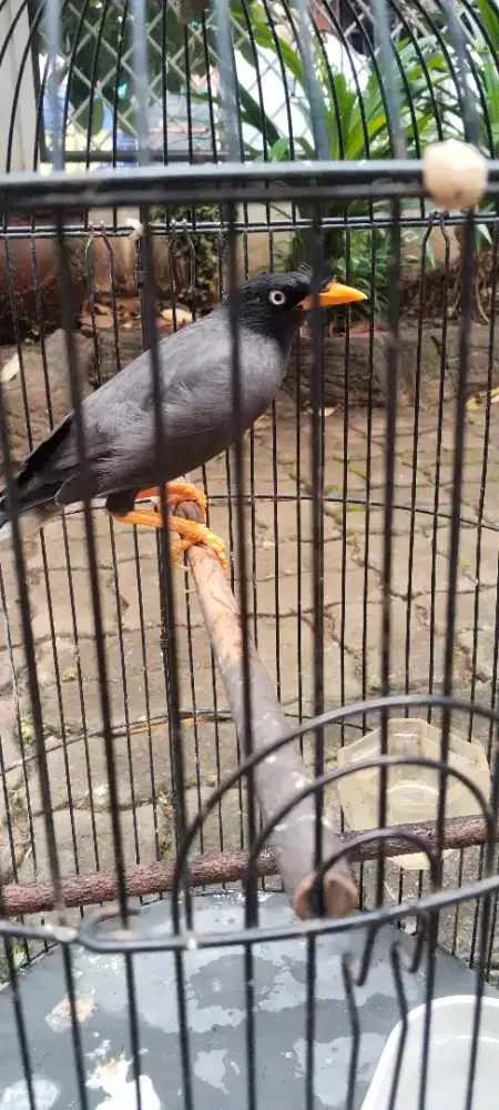Di jual burja burung jalak kebo mata putih demi deker