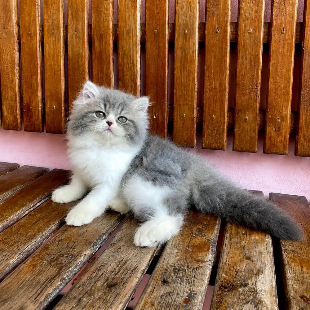 KITTEN PERSIAN LONGHAIR BULU KAPAS