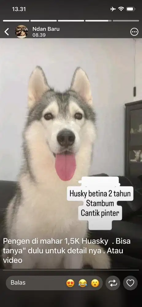husky dan poddle