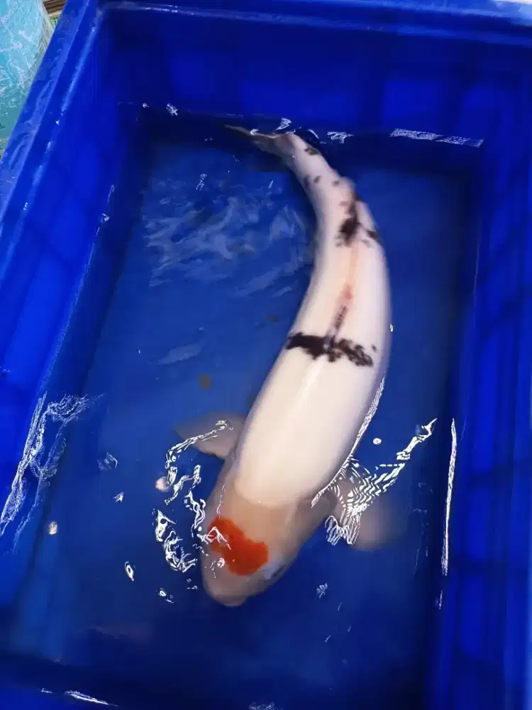 Jual borongan ikan koi 5e size besar