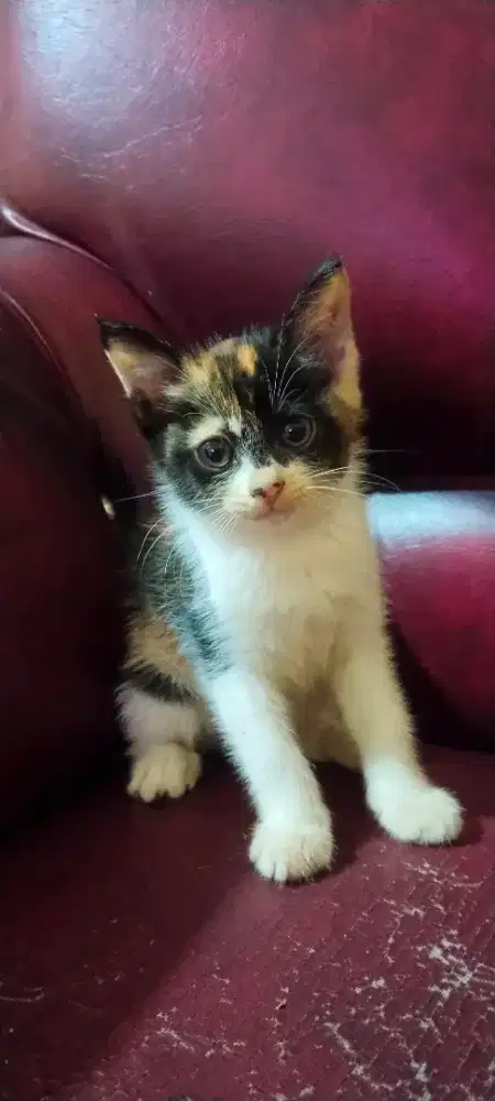 Lepas adopsi cepat.. Anak anggora spasang