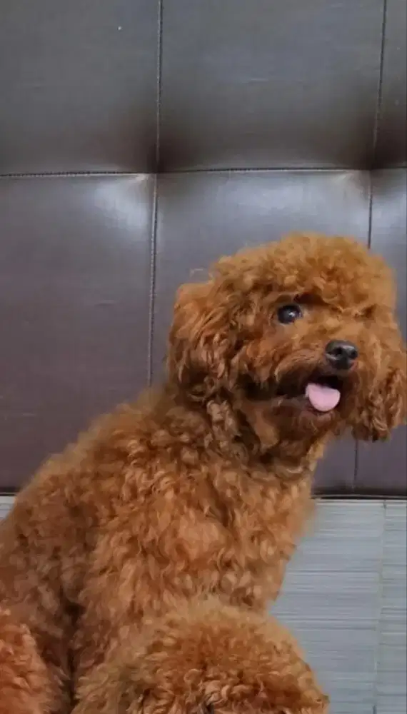 Toy poodle cewe