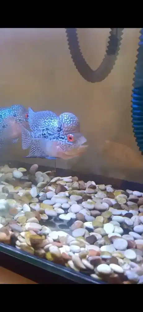 Ikan lohan srd uk 3 jari