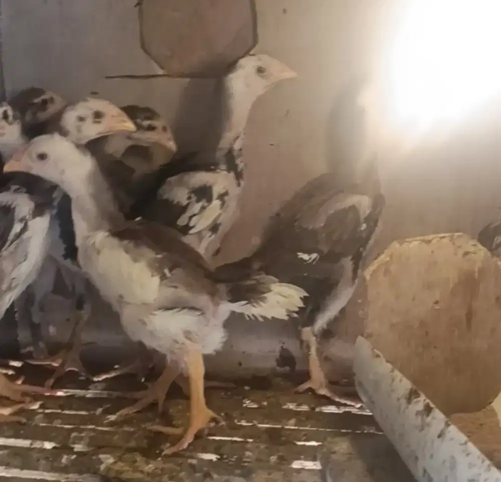 Ijin jual anakan ayam bangkok