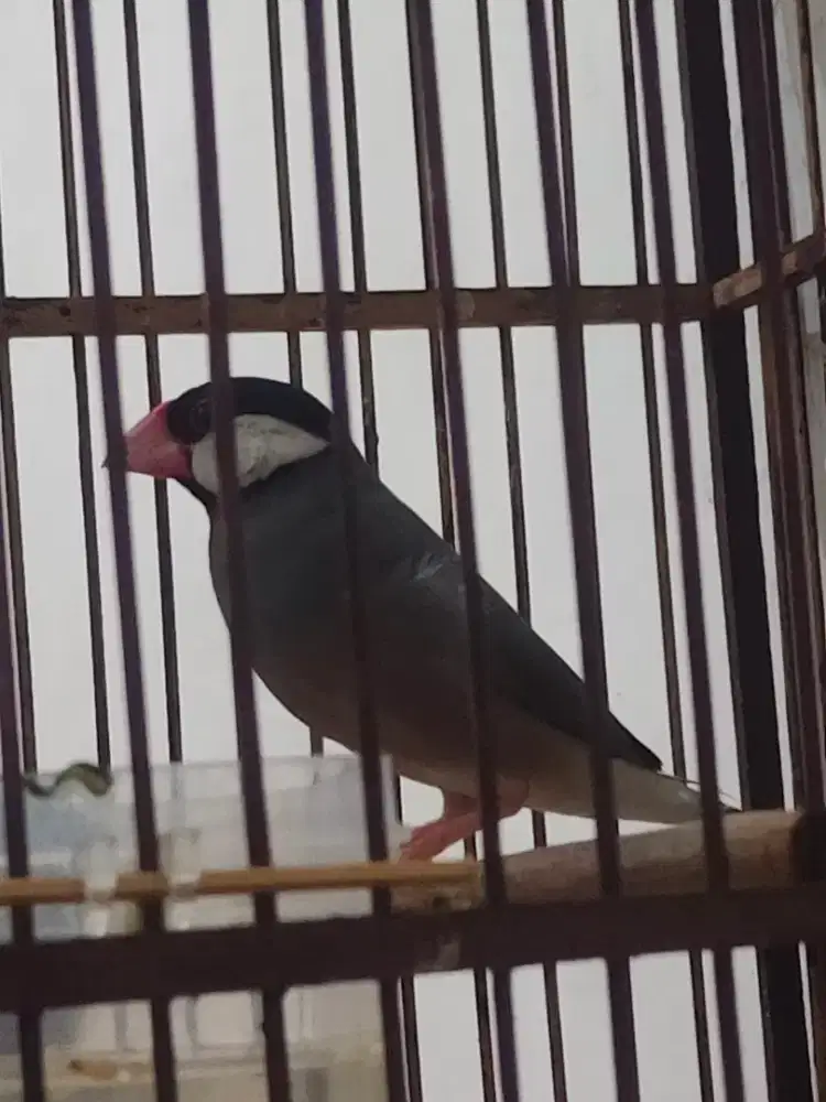 Burung glatik+sangkar