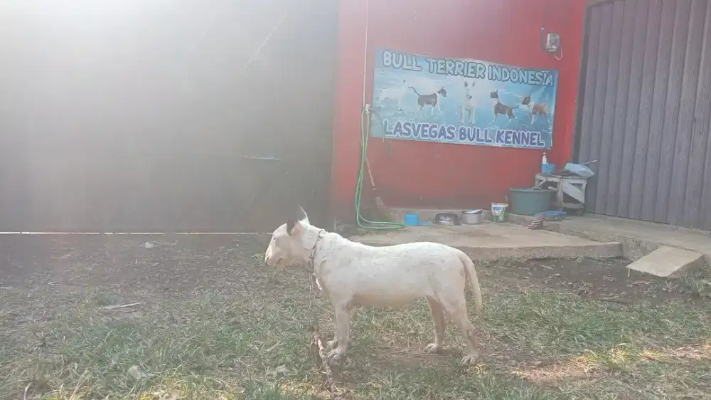 Indukan bullterrier
