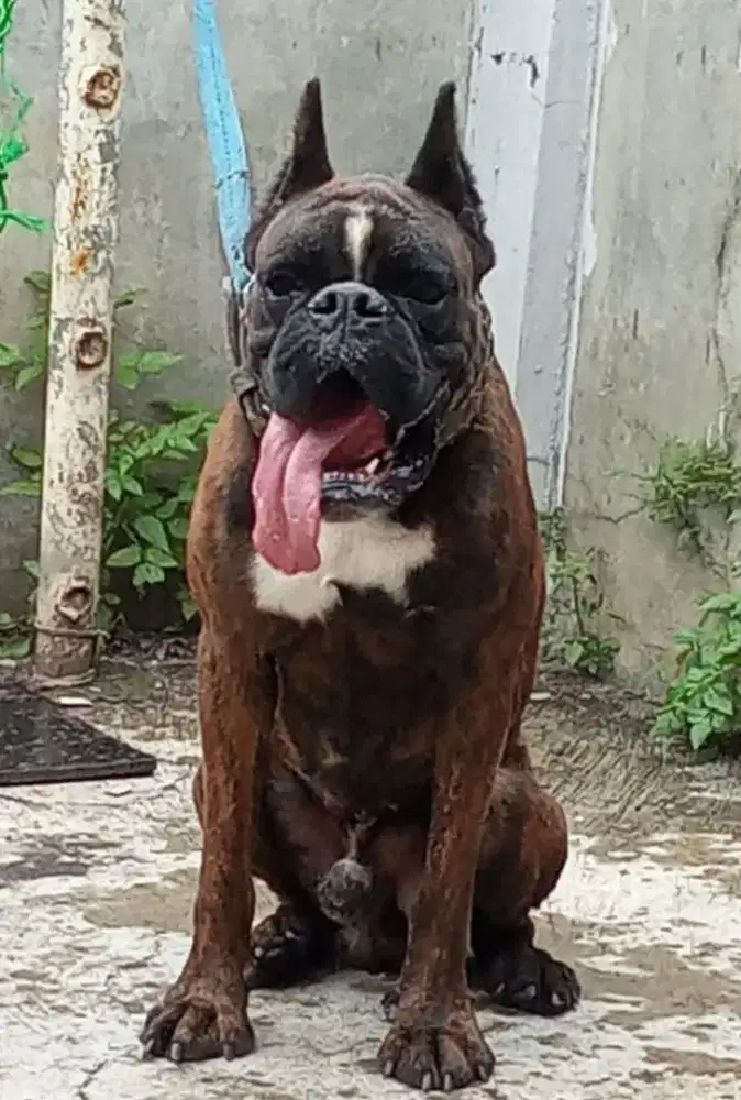 boxer jantan anak ina. Ch