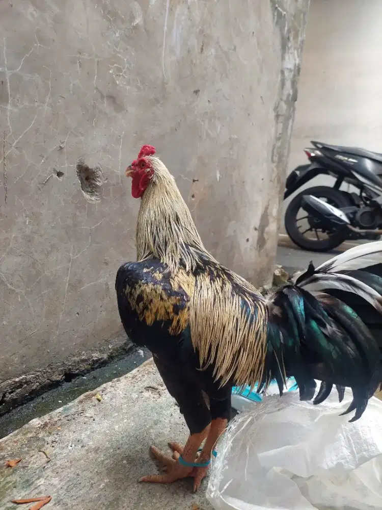Dijual ayam jago besar sehat