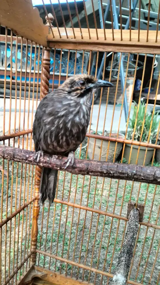 Cucak rowo betina blorok hitam