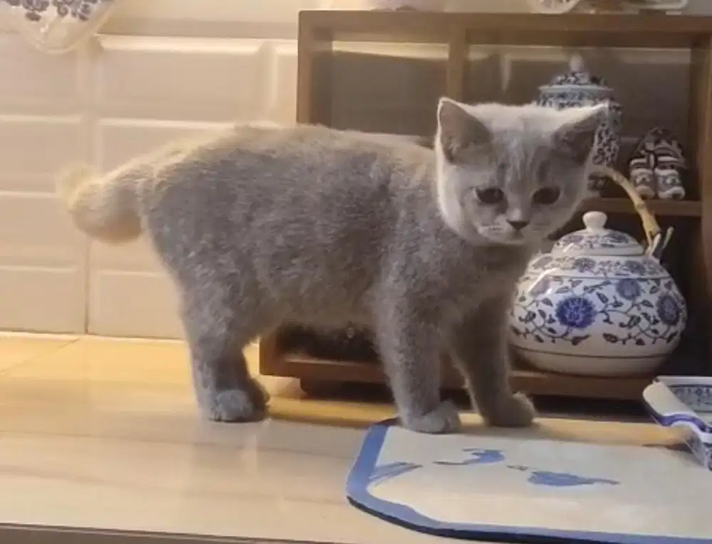 Kucing bsh british shorthair