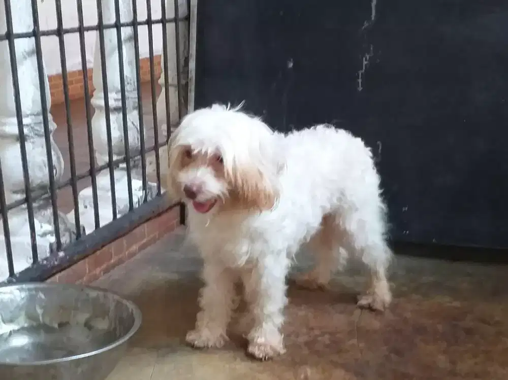 Maltese betina kualitas bagus