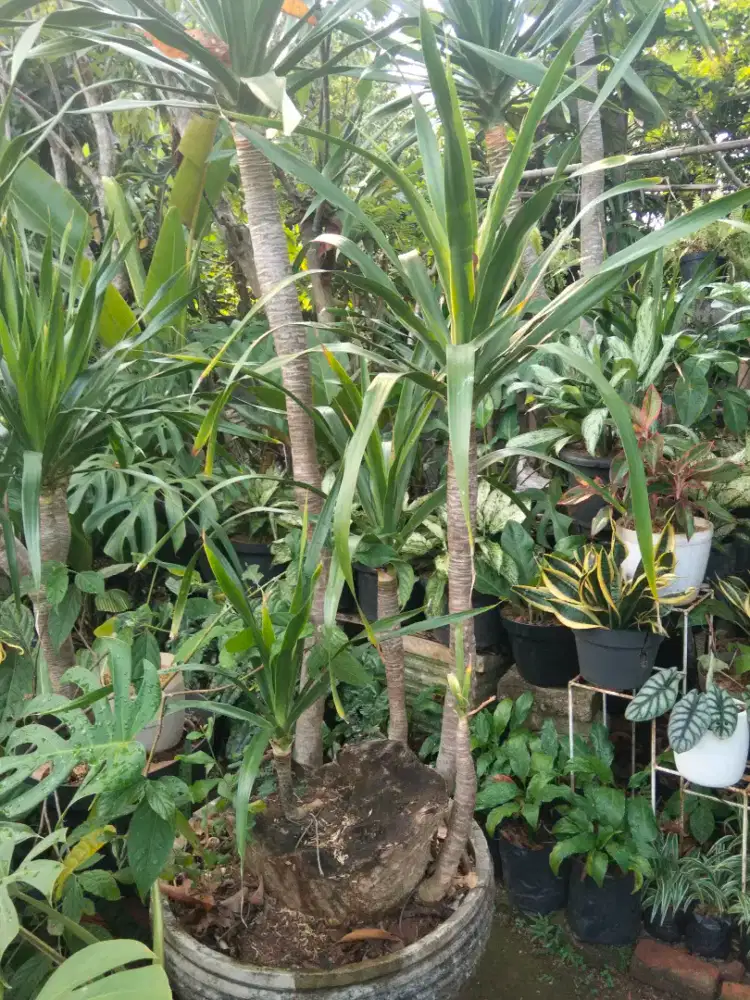 Pohon pandan Bali cabang