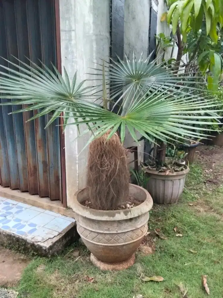 Pohon palm jenggot