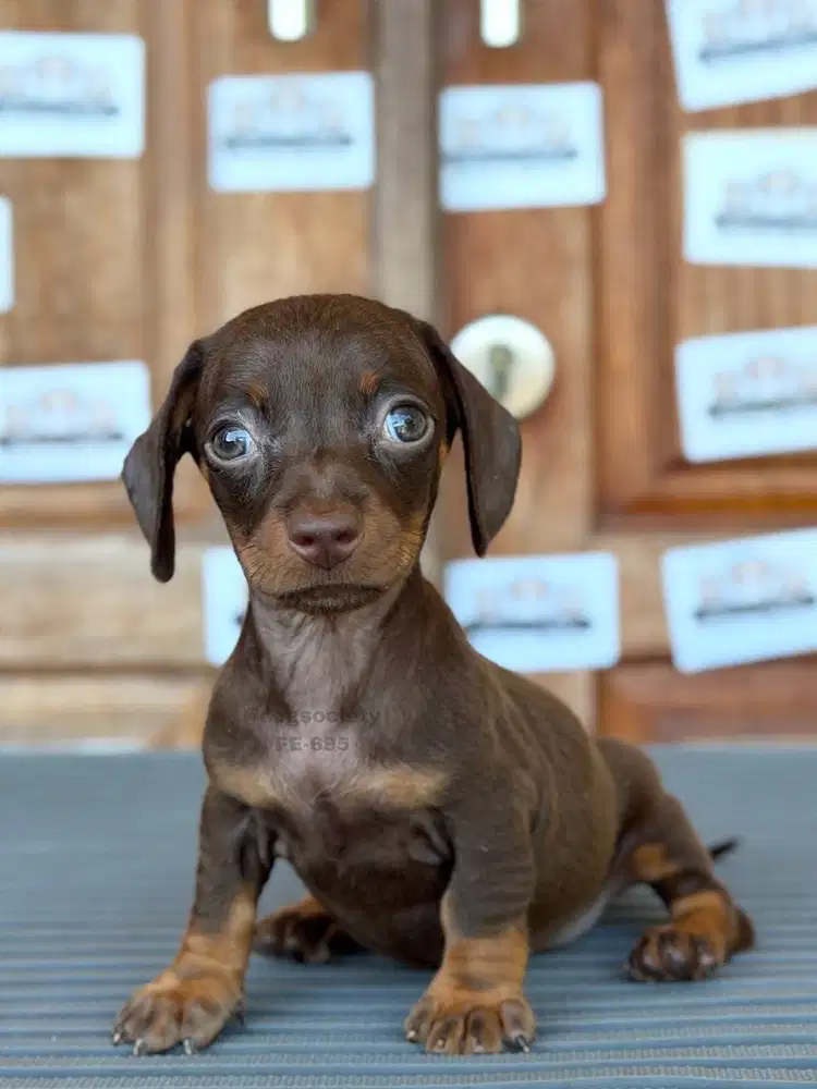 Dachshund Smoothcoat Puppy, Super Cute dan Sehat