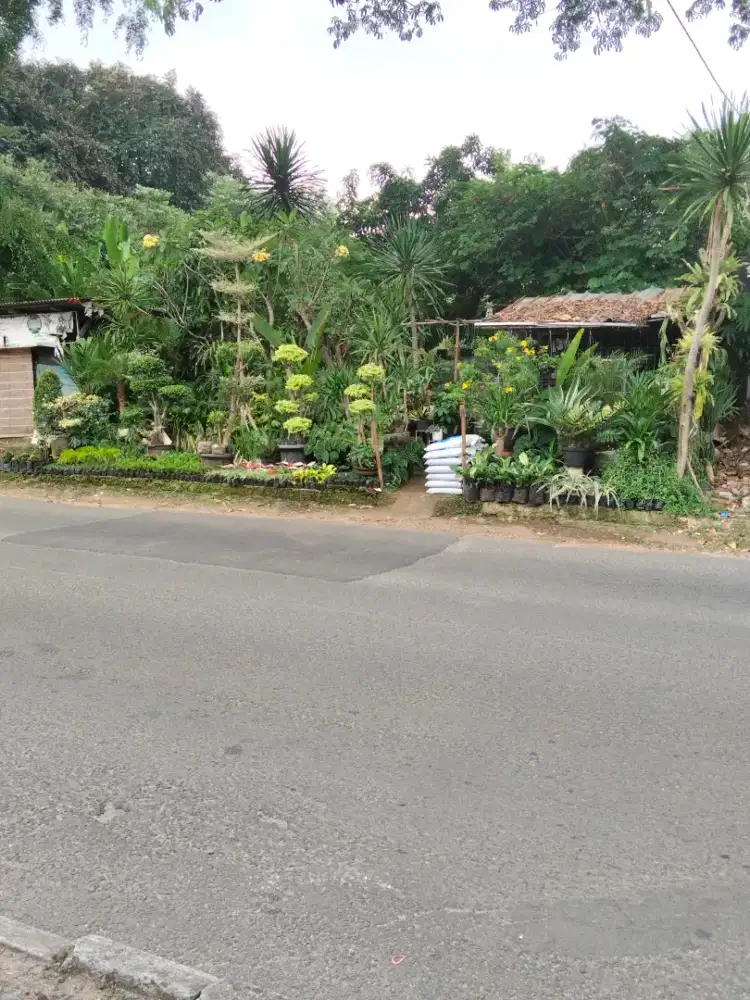Toko tanaman hias usaha flora