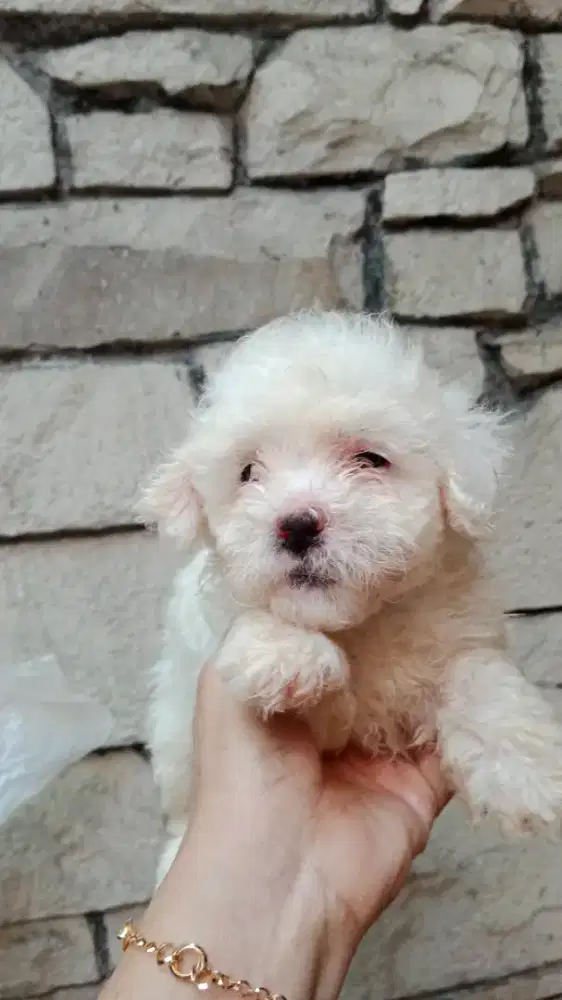 Toy Poodle Betina