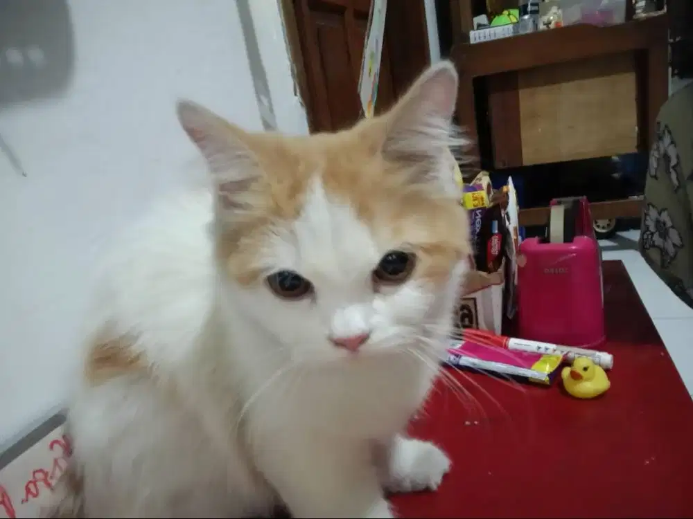 Kucing Flatnose Betina